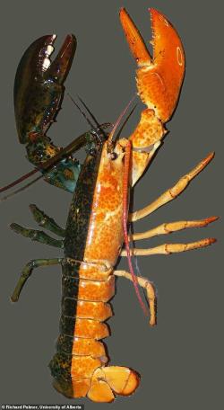 Dvoustraně gynandromorfní humr evropský (Homarus gammarus) Kredit: Richard Palmer, University of Alberta.