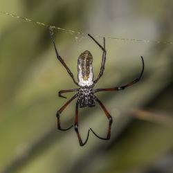 Samička madagaskarské snovačky zlaté - Nephila inaurata madagascariensis - na svém zlatistém vláknu  Kredit: Charles J. Sharp, Wikimedia Commons, CC BY-SA