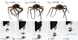 Horní řádek – tlak kapaliny vstřikované do hlavohrudě mrtvého pavouka rozevírá jeho nohy. Dolní řádek – zařízení z mrtvého pavouka přesouvá další preparovaný pavoučí exemplář. Kredit: Yap, T. F. et al Necrobotics: Biotic Materials as Ready-to-Use Actuators. Adv. Sci. 2022, 9, 2201174. https://doi.org/10.1002/advs.202201174CC BY 4.0 DEED