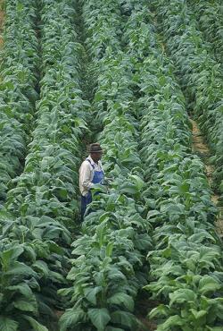 Tabáková plantáž ve Virgínii, USA.  Když nastane sucho a rostliny začnou uvadat, rozléhá se z plantáže ultrazvukový rámus?   Kredit: PD-USGov-USDA: Ken Hammond, Wikimedia Commons, volné dílo  (http://www.usda.gov/oc/photo/96vs2177.htm)