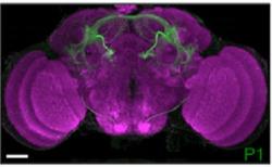 Takto „svítí“ neurony P1 samečkům při námluvách. Kredit: Dandan Chen et.al., 2017. https://www.nature.com/articles/s41467-017-00087-5