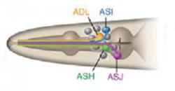 Čtyři hlavní senzorické neurony háďátka (ASJ, ASH, ASI, a ADL).