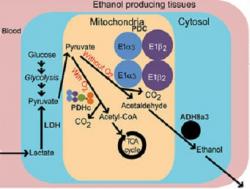 Alternativní metabolická dráha vypořádání se s laktátem bez přítomnosti kyslíku se tvoří alkohol. Kredit: Fagernes et al.,2017)