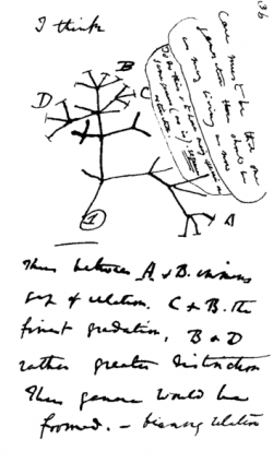 Slavný první Darwinův evoluční strom. Kredit: Ch. Darwin.