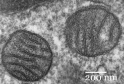 Mitochondrie jsou buněčné organely, které mají obě pohlaví. Na potomky je předávají pouze matky. Jsou to útvary o průměru zhruba 300  nanometrů. Jejich počty v buňce kolísají od typu buňky a jejímu zatížení, od stovek až do sta tisíc. Tento pár pochází z plicní tkáně a snímek byl pořízen transmisním elektronovým mikroskopem. (Kredit: Wikipedia)