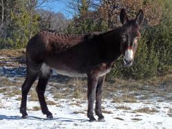 Katalánský osel je typický svým černým zbarvením. Je považován za symbol Katalánska, ale patří k ohroženým solím plemenům. Přežívá v několika stovkách kusů.  Zdroj: WikiMedia