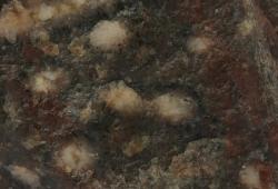 Detail povrchu horniny stockholmského skvrnitého kvarcitu. Foto: F. Scholz, 2023.