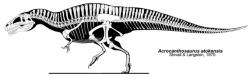 Akrokantosauři byli obří predátoři, lovící pravděpodobně menší a středně velké dinosaury i další živočichy ve svých ekosystémech. Jejich lebka dosahovala délky až 1,3 metru a celková délka těla mohla činit asi 11 až 12 metrů. Nejistá je hmotnost dospělých akrokantosaurů, ta je odhadována v širokém rozpětí 3,5 až 7 tun. Kredit: Jaime A. Headden; Wikipedia (CC BY 3.0). Akrokantosauři byli obří predátoři, lovící pravděpodobně menší a středně velké dinosaury i další živočichy ve svých ekosystémech. Jejich lebka dosahovala délky až 1,3 metru a celková délka těla mohla činit asi 11 až 12 metrů. Nejistá je hmotnost dospělých akrokantosaurů, ta je odhadována v širokém rozpětí 3,5 až 7 tun. Kredit: Jaime A. Headden; Wikipedia (CC BY 3.0).