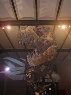Zatím nejdražší fosilií tyranosaura, která kdy byla prodána, je originální kostra jedince známého jako „Stan“ (BHI 3033), vydraženého v roce 2020 za téměř 32 milionů dolarů. Kredit: Vladimír Socha (2009). Zatím nejdražší fosilií tyranosaura, která kdy byla prodána, je originální kostra jedince známého jako „Stan“ (BHI 3033), vydraženého v roce 2020 za téměř 32 milionů dolarů. Kredit: Vladimír Socha (2009).