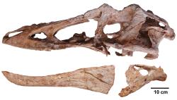 Fosilní lebka štíhle stavěného asijského tyranosaurida druhu Qianzhousaurus sinensis, formálně popsaného roku 2014. Typový exemplář nese označení GM F10004 a byl objeven v horninách souvrství Nan-siung na území provincie Ťiang-si (jihovýchod Číny).