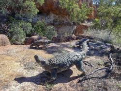 Modely ankylosaurního tyreofora druhu Kunbarrasaurus ieversi, jednoho z 24 dnes známých dinosauřích druhů, žijících kdysi na území Austrálie (resp. jihovýchodní Gondwany). Kredit: Michael Coghlan; Wikipedia (CC BY-SA 2.0)