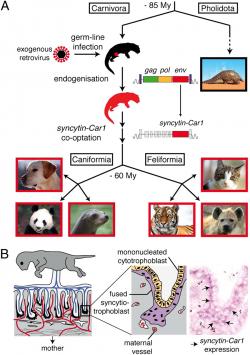 Příběh genu z placenty šelem syncytin-Car1, který pochází z dávného endogenního retroviru. Kredit: Cornelis et al. (2011), PNAS.