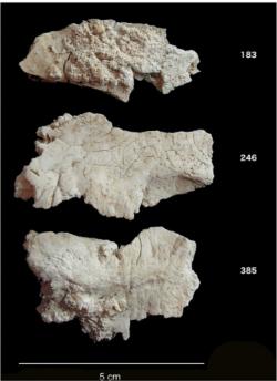 Fragmenty lebečních kostí zbylých po spálení mrtvých pohřbených ve Sonehenge (zdroj Christophe Snoeck et al, Strontium isotope analysis on cremated human remains from Stoehenge support links with west Wales).
