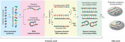 Jak vznikl samotný RNA svět? Kredit: Hernández & Piccirilli (2013), Nature Chemistry.