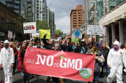 Aktivisté mají s GMO očividně problém. Kredit: Rosalee Yagihara / Wikimedia Commons.