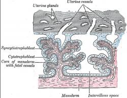 Syncytiotrofoblast v placentě. Kredit: Henry Gray (1918).