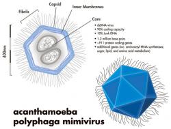 Legendární mimivirus. Kredit: Xanthine / Wikimedia Commons.