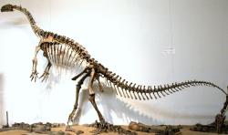Jeden z proslulých kosterních exemplářů plateosaura z lokality u města Trossingen, restaurovaný pod dohledem slavného německého paleontologa Friedricha von Huene. Z lokality v Trossingenu bylo získáno zhruba 35 víceméně kompletních a dále na 70 fragmentárních kosterních exemplářů tohoto dinosaura. Kredit: FunkMonk; Wikipedia (CC BY-SA 3.0)