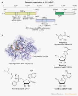 Na RNA-dependentní RNA polymerázu cílí některé potenciální léky, včetně remdesiviru. Kredit: Li & De Clercq (2020), Nature Reviews.