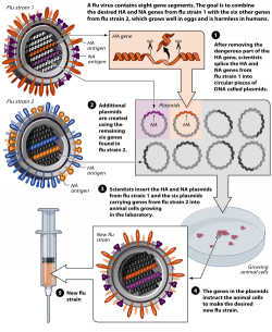 Reverzní genetika při vývoji vakcíny proti ptačí chřipce. Kredit: Mouagip / NIH.