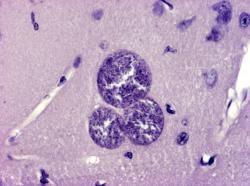 Parazit Toxoplasma gondii žije v potkanech nebo myších, ale může se množit pouze v kočičím žaludku. Kredit: Katedra parazitologie, Univerzita Karlova