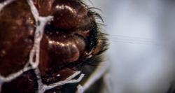 Pavoučí snovací bradavky zblízka Kredit: Syddansk Universitet