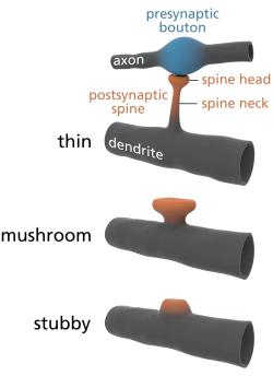 Modely nejčastějších tvarů dendritických trnů. Nahoře se tenký (thin) trn napojuje na presynaptické zakončení nacházející se přímo na dlouhém těle axonu jiného neuronu, než je ten, z něhož vyrůstá dendrit, na jehož povrchu se příslušný trn nachází. Toto propojení, v němž dochází k přenosu signálu mezi dvěma různými neuronovými buňkami, se nazývá synapse.  Kredit: Thomas Splettstoesser, Wikimedia Commons, CC BY-SA 3.0