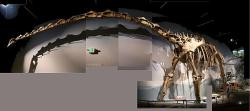 Rekonstruovaná kostra supersaura dokládá, že i přes ohromné rozměry byl tento sauropod stavěn poměrně lehce. I proto je hmotnost dnes známých fosilních exemplářů supersaura odhadována „jen“ v rozmezí 35 a 44 tun. Kredit: Zach Tirrell; Wikipedia (CC BY-SA 2.0) Rekonstruovaná kostra supersaura dokládá, že i přes ohromné rozměry byl tento sauropod stavěn poměrně lehce. I proto je hmotnost dnes známých fosilních exemplářů supersaura odhadována „jen“ v rozmezí 35 a 44 tun. Kredit: Zach Tirrell; Wikipedia (CC BY-SA 2.0)