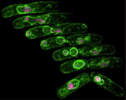 Sekvence snímků buňky s abnormální jadernou přestavbou v průběhu dvojího dělení.  Chromozómy jsou růžové, buněčná membrána zeleně. Kredit: Susan Forsburg