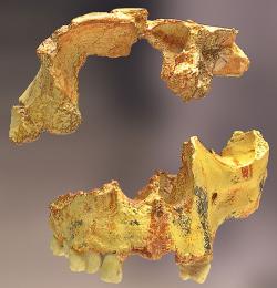 Homo antecessor, Atapuerca. Kredit: José-Manuel Benito / Wikimedia Commons.