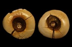 Oba přední zuby mají otvory vyvrtané a zaplněné za tím účelem připraveným tmelem. Kredit: Oxilia, G. et al.,  American Journal of Physical Anthropology (2017). DOI: 10,1002 / ajpa.23216