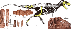Snímky fosilií a nákres kostry malého tyranosaurida druhu Asiatyrannus xui, formálně popsaného z Číny v roce 2024. Při dospělé délce do 4 metrů představuje vůbec prvního „trpasličího“ zástupce své čeledi. Kredit: W. Zheng, X. Jin, J. Xie & T. Du; Wikipedia (CC BY 4.0)