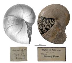 Amonit druhu Phylloceras kochi Oppel, 1865.