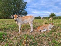 Dvě telata uherského stepního skotu přišla na svět v ptačím parku Kosteliska začátkem července. Mají se čile k světu. Foto: Ondřej Ryška