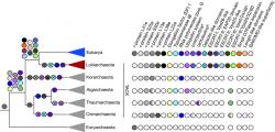 Komplexní původ eukaryot (modrý trojúhelník) uvnitř linie TACK. Lokiarchaeota –  červený trojúhelník. Kredit: Spang et al. (2015), Nature.