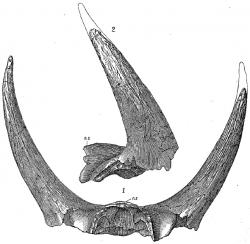 Není divu, že rohatou lebku triceratopse považovali indiánští vypravěči za pozůstatky „praotce bizonů.“ I slavný paleontolog Othniel Charles Marsh tyto fosilie nejprve popsal pod jménem Bison alticornis a považoval je za rohy jakéhosi obřího pleistocénního bizona. Zdroj: Wikipedie