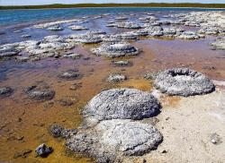 Dnešní stromatolity z jezera Thetis, Západní Austrálie. Kredit: Ruth Ellison / Wikimedia Commons.