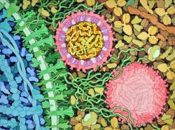 Viry zika na povrchu buňky. Kredit: David Goodsell / PNAS blog.