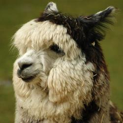 Přichází Alpaca. Kredit: Kyle Flood, Wikimedia Commons.