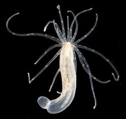 Sasanka Nematostella vectensis. Kredit: Smithsonian Environmental Research Center.