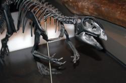 Qantassaurus intrepidus je jedním z 24 dnes známých dinosaurů objevených v Austrálii a zároveň představuje jednoho ze 14 dinosauřích taxonů, začínajících na písmeno Q (což je zatím z celé abecedy nejméně). Tento malý ornitopod z kladu Elasmaria žil v období rané křídy, asi před 125 miliony let, na území dnešního státu Victoria v jihozápadní Austrálii. Kredit: Matt Martyniuk; Wikimedia Commons (CC BY-SA 4.0)