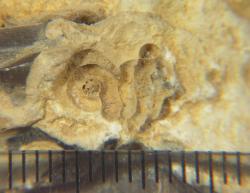 Fosilie, pravděpodobně Cycloserpula gordialis v kůře baltského křídového pazourku z Fulneku. Foto A. Uhlíř, 2017.
