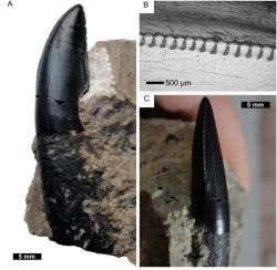 Detailní pohled na dochovaný fosilní zub „moravské tetanury“ – vývojově vyspělejšího teropodního dinosaura, žijícího v období počínající pozdní jury (asi před 160 miliony let) na území dnešní jižní Moravy. Kredit: Daniel Madzia; 2014 (použito se svolením autora).