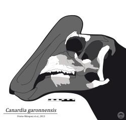Lebeční diagram druhu Canardia garonnensis s vyznačenými dochovanými fragmenty lebky (světlejší barva). Jedná se o lambeosaurinního hadrosaurida, žijícího na samotném konci křídového období na území současné Francie. Patří tak k celkovému počtu 29 druhů, známých v současné době z tohoto evropského státu. Kredit: Olof Moleman; Wikipedia (CC BY-SA 4.0)
