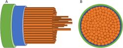 Struktura pavoučího vlákna – schematické znázornění (bez měřítka) vrstev odlišných vlastností Vnější zeleně označená vrstva bohatá na lipidy o tloušťce 0,6 až 1 µm, pod ní modře označena vrstva s vyšší afinitou k hydrofilnímu fluorescenčnímu barvivu z fibril s amorfnější vnitřní strukturou, oranžové jádro s vyšší afinitou k hydrofobnímu barvivu tvoří tisíce fibril s krystalickou proteinovou vnitřní strukturou Kredit: Scientific Reports (2023). DOI: 10.1038/s41598-023-33839-z