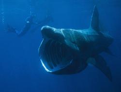 Úchvatný žralok veliký. Kredit: Chris Gotschalk, Wikimedia Commons.