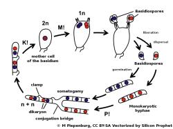 Životní cyklus Basidiomycota basidium. Kredit: SiliconProphet, Wikipedia, CC BY-SA 4.0.
