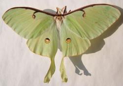 Samička martináče měsíčitého (Actias luna) Credit: Wikipedia