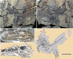 Fosilie dinosaura a obrazová rekonstrukce jeho kosterní anatomie i dochovaného pernatého integumentu. Tento malý dravec se zřejmě živil drobnými obratlovci a bezobratlými v pralesích počínající pozdní jury na území dnešní severovýchodní Číny. Kredit: Dongyu Hu et al., Nature; Wikipedie (CC BY-SA 4.0)