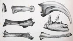 Fosilní fragmenty kostry dryptosaura, jak je zakreslil k roku 1871 Edward D. Cope. Zaujme zejména masivní dráp o délce přes 20 centimetrů (vpravo nahoře), který dinosaurovi vysloužil i jeho dosud platné rodové jméno, znamenající v překladu „drásající ještěr“. V tomto ohledu se moderní paleontologie stále plně ztotožňuje s tehdejší – nepochybně totiž šlo o efektivní lovecké zbraně. Kredit: E. D. Cope (volné dílo, převzato z Wikipedie)